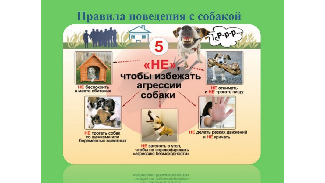 Правила поведения с собакой 5 не_16x9.png
